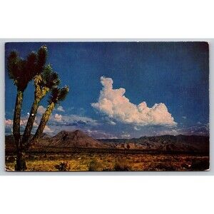Postcard Desert Landscape Mountains Wastelands and Joshua Tree Arizona 1955 AZ